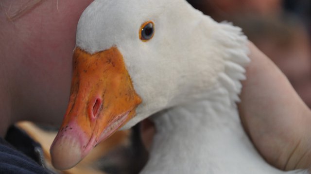 Kans met een Gans (zondag 22 oktober 2017)